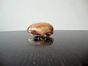 Authentic VTG HANDMADE NATURAL LACQUERED SEASHELL GOLD PLATED HINGED DRESS/SCARF CLIP