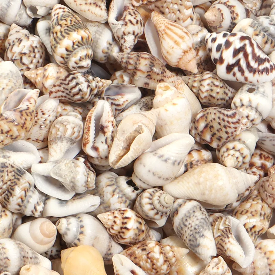 Authentic 30g/Lot Sea Shell Beads For Jewelry Making Accessories Tiny Conch Cowrie Shells Charms Beads DIY Bracelet Necklace