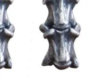 Authentic The Serpent Vertebrae: A Conduit of Primal Wisdom