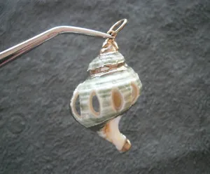 Authentic The Gilded Nautilus: A Vessel of Oceanic Wisdom